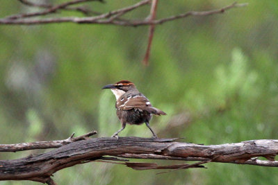 Chestnut-crowned Babbler