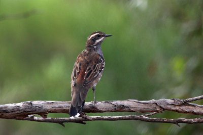 Chestnut Quail-thrush