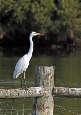 Intermediate Egret