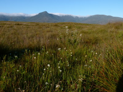 Buttongrass plains