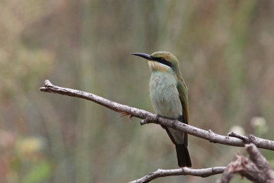 Rainbow Bee-eater