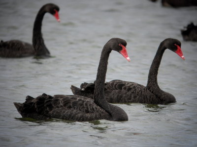 Black Swan