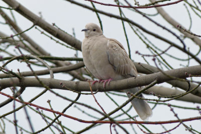 Barbary Dove