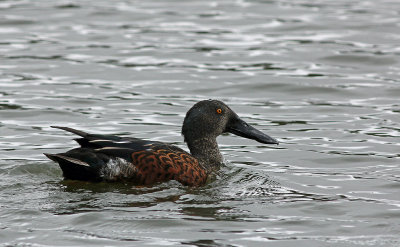 Australian Shoveler (male)