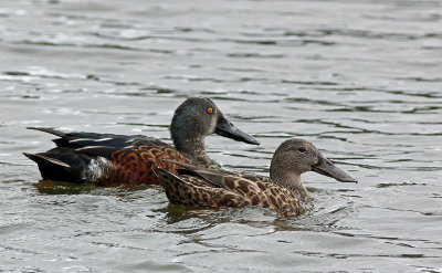 Australian Shoveler (pair)