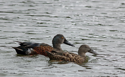 Australian Shoveler (pair)