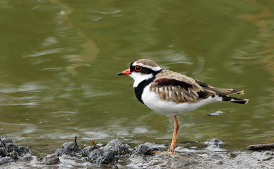 Black-fronted Dotterel