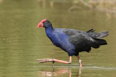 Purple Swamphen