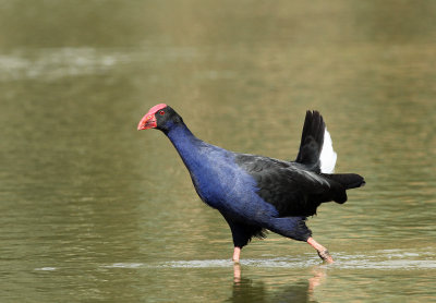 Purple Swamphen
