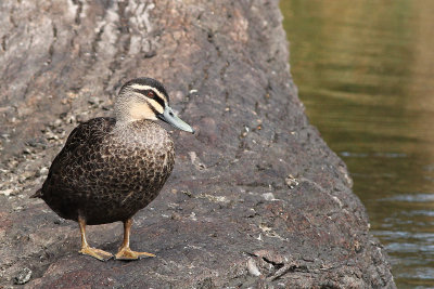 Pacific Black Duck