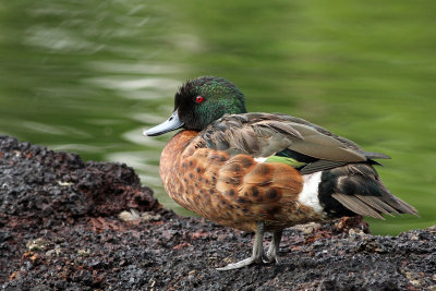 Chestnut Teal (male)