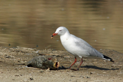 Silver Gull