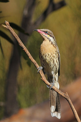 Spiny-cheeked Honeyeater