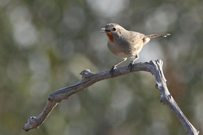 Redthroat