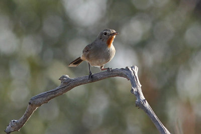 Redthroat
