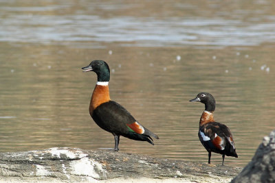 Australian Shelduck