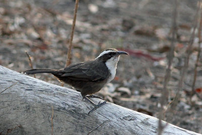 White-browed Babbler