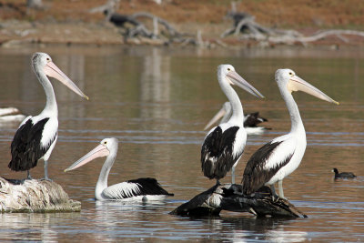Australian Pelican
