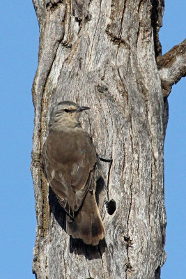 Brown Treecreeper