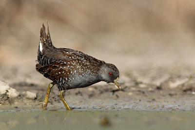 Australian Spotted Crake