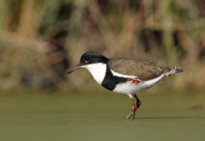 Red-kneed Dotterel