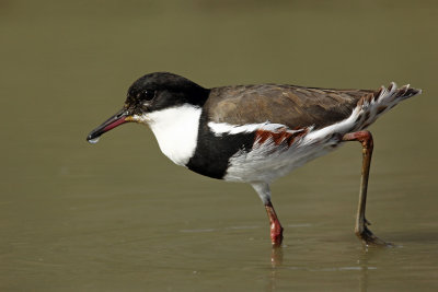 Red-kneed Dotterel