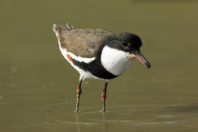 Red-kneed Dotterel