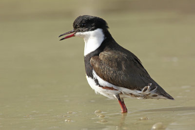 Red-kneed Dotterel