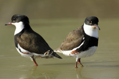 Red-kneed Dotterel