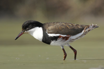 Red-kneed Dotterel