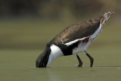 Red-kneed Dotterel