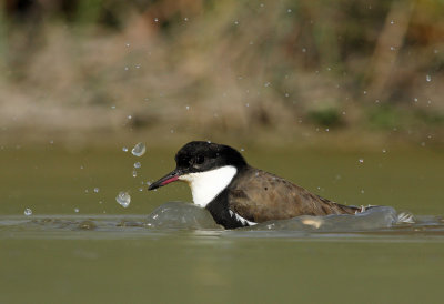 Red-kneed Dotterel