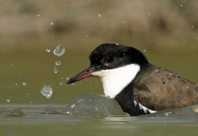 Red-kneed Dotterel