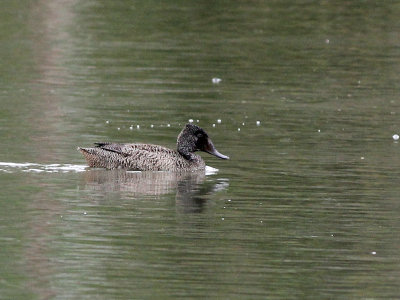 Freckled Duck