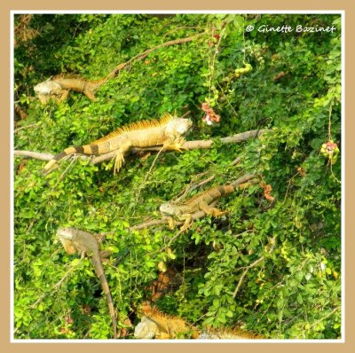 iguanes