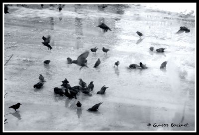 les jours de pluie, ils sont l