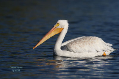 White Pelican