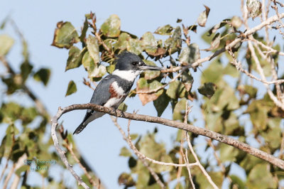 Kingfisher Cropped