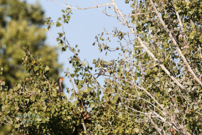Kingfisher - Full frame. About 200 ft. away