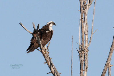 Osprey. About 250-300 ft away