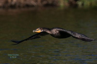 Cormorant. Cropped