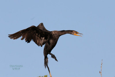 Cormorant. Cropped