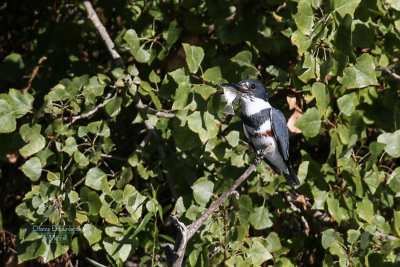 Kingfisher