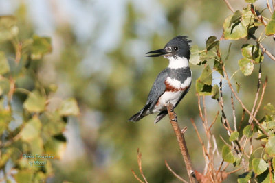 Kingfisher