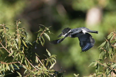 Kingfisher Cropped - about 200 ft. away