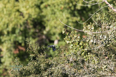 Kingfisher -Full frame