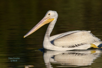 White Pelican