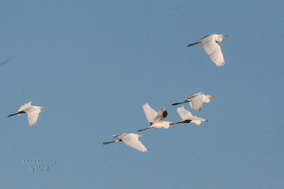 Egrets