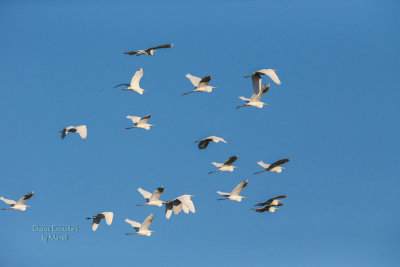 Egrets