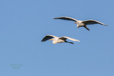 Egrets